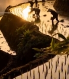  梯田农民日出时插秧画面5602#竖屏 	 