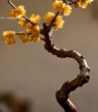  特写绽放的黄色梅花枝条2679#竖屏 	 