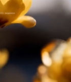  特写绽放的黄色梅花(1)2253#竖屏 	 