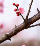  特写绽放的粉色梅花1856#竖屏 	 