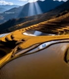  梯田自然风光全景7328#竖屏 	 