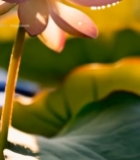  特写粉色带露珠的荷花5342#竖屏 	 