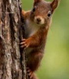  松鼠攀附树干特写1667#竖屏 	 