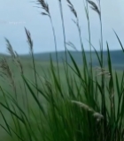  随风摇曳的原野青草1556#竖屏 	 