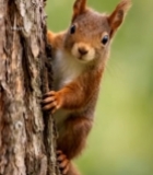  松鼠攀附树干特写(1)5460#竖屏 	 