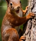  松鼠攀爬树干特写(1)4671#竖屏 	 