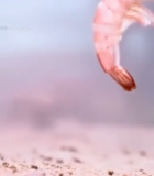  水中鲜活白虾特写镜头223#竖屏 	 