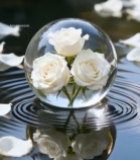  水中玻璃球内白玫瑰素材3360#竖屏 	 