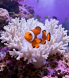  水族馆小丑鱼与珊瑚画面6153#竖屏 	 