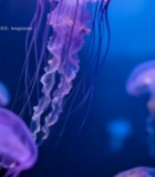  水族馆中游动的紫色水母2040#竖屏 	 