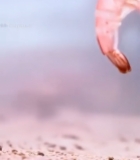  水中鲜活白虾特写镜头223#竖屏 	 