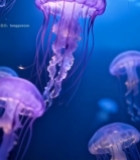  水族馆紫色水母游动画面4415#竖屏 	 