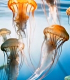  水族馆中游动的水母2638#竖屏 	 