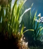 水下阳光照射水草景象4519#竖屏 	 