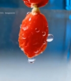  水中枸杞特写6813#竖屏 	 