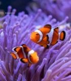  水族馆小丑鱼与海葵特写2774#竖屏 	 