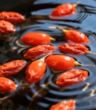  水中漂浮的干枸杞4090#竖屏 	 