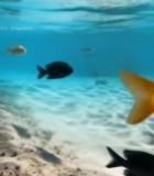  水中游动的多彩鱼类484#竖屏 	 