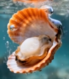  水中打开的扇贝带珍珠特写2471#竖屏 	 