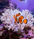  水族馆小丑鱼与珊瑚景观2882#竖屏 	 