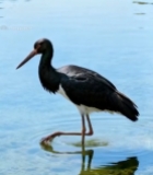  水鸟湿地漫步6698#竖屏 	 