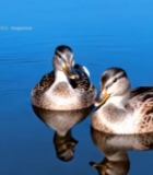  水面上的两只野鸭665#竖屏 	 