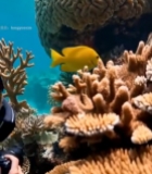  水下拍摄珊瑚与黄色小鱼2059#竖屏 	 