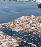  水面漂浮塑料垃圾场景3171#竖屏 	 