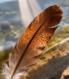  水边羽毛特写31#竖屏 	 