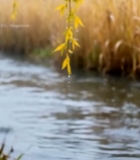  水边垂柳嫩绿枝叶3501#竖屏 	 