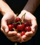  双手捧樱桃微距素材3559#竖屏 	 