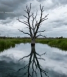  水边枯树与天空倒影景观6119#竖屏 	 