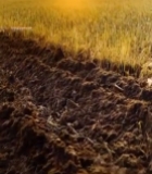  双手捧起肥沃土壤特写(1)3925#竖屏 	 