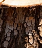  树桩年轮特写(5)7337#竖屏 	 