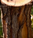  树桩年轮特写(1)4453#竖屏 	 