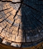  树桩横截面特写素材4889#竖屏 	 