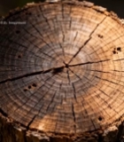  树桩年轮特写素材(2)7711#竖屏 	 