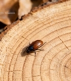  树桩上的甲虫特写素材2799#竖屏 	 