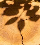  树桩年轮特写2664#竖屏 	 