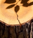  树桩截面及树叶阴影特写3371#竖屏 	 