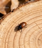  树桩上的甲虫特写素材2799#竖屏 	 