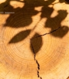  树桩年轮特写2664#竖屏 	 