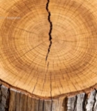  树桩横截面特写(4)2947#竖屏 	 