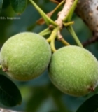  树枝上的青核桃果实683#竖屏 	 