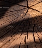  树桩横截面特写(3)2466#竖屏 	 