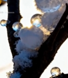  树枝上积雪与冰珠特写4636#竖屏 	 