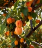  树枝上成熟的杏子6309#竖屏 	 