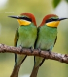  树枝上的两只蓝喉蜂虎2329#竖屏 	 