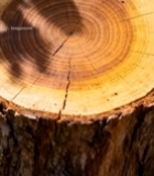  树桩横截面特写(6)7236#竖屏 	 