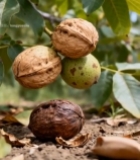  树枝上的新鲜核桃特写2536#竖屏 	 